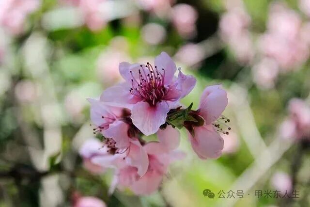 Free Peach Blossom Peach Tree photo and picture