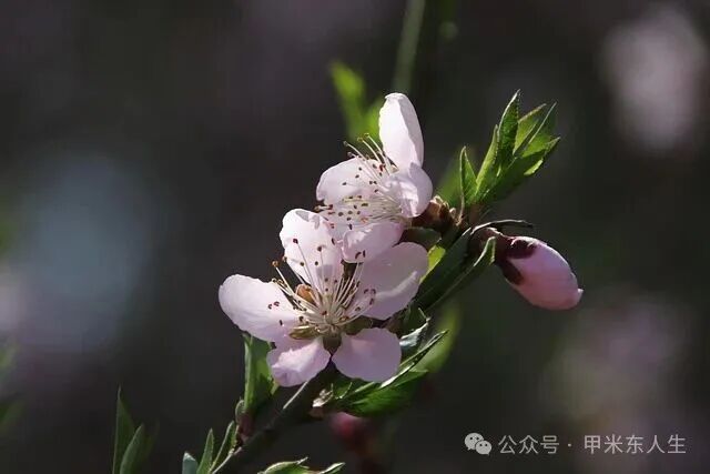 Free Peach Flowers White Flowers photo and picture